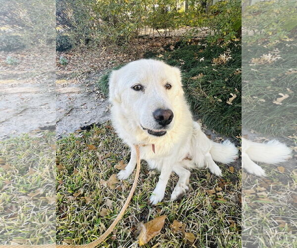 Medium Photo #12 Great Pyrenees Puppy For Sale in Spring, TX, USA
