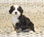Small #3 Miniature Bernedoodle