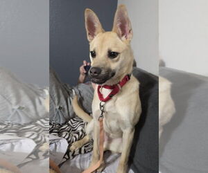 Gravy - Female Pug-Unknown Mix Dog for Adoption - Photo #6
