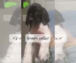 Small Photo #5 German Shorthaired Pointer Puppy For Sale in RICHMOND, MO, USA