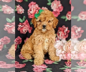 Cavapoo Puppy for sale in QUARRYVILLE, PA, USA