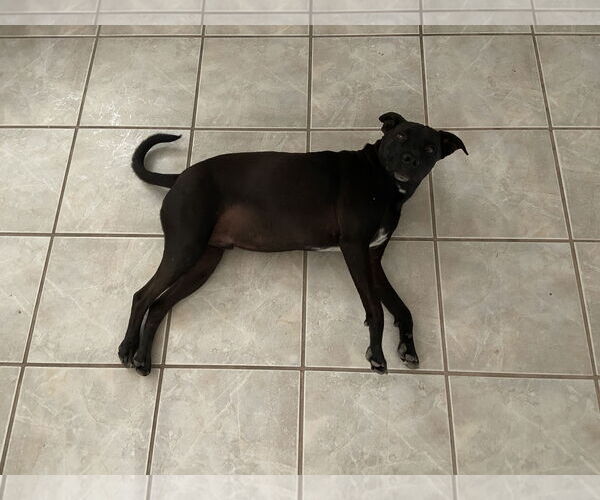 Medium Photo #2 American Pit Bull Terrier-Labrador Retriever Mix Puppy For Sale in Chandler, AZ, USA