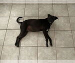 Small #1 American Pit Bull Terrier-Labrador Retriever Mix