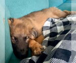 Small #2 Anatolian Shepherd Mix