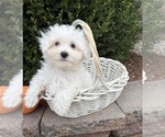 Eddie - Male Maltese Puppy for Sale - Photo #2