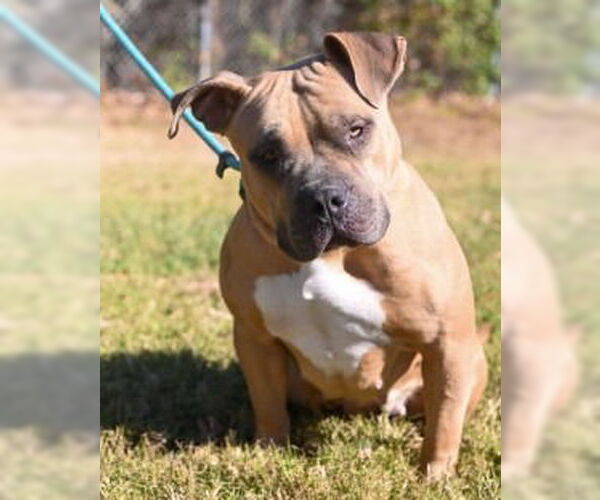 Medium Photo #2 American Bulldog Puppy For Sale in Glen Allen, VA, USA