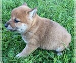 Small #1 Shiba Inu