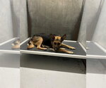 Small German Shepherd Dog