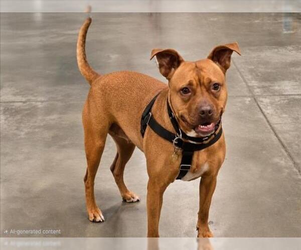 Medium Photo #5 American Pit Bull Terrier Puppy For Sale in Derwood, MD, USA