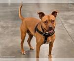 Small #4 American Pit Bull Terrier