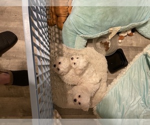 Maltese Puppy for sale in BRUNSWICK, OH, USA