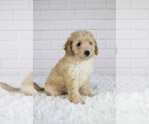 Medium Photo #1 Bichpoo Puppy For Sale in SUGARCREEK, OH, USA