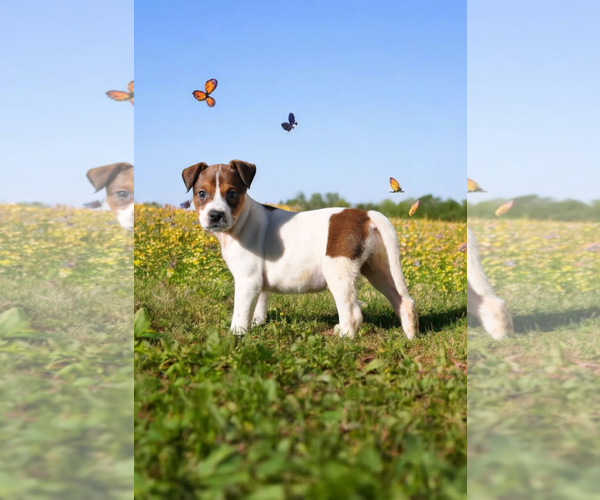 Medium Photo #5 Basenji-Rat Terrier Mix Puppy For Sale in McKinney, TX, USA
