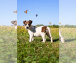 Small #4 Basenji-Rat Terrier Mix