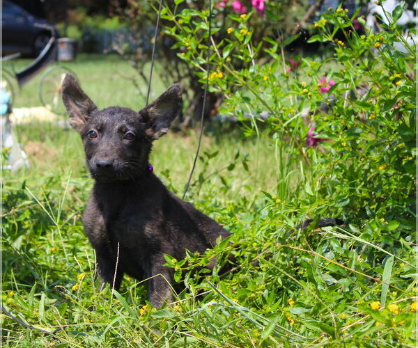Medium Photo #3 German Shepherd Dog Puppy For Sale in Holly Hill, SC, USA