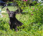 Small #2 German Shepherd Dog