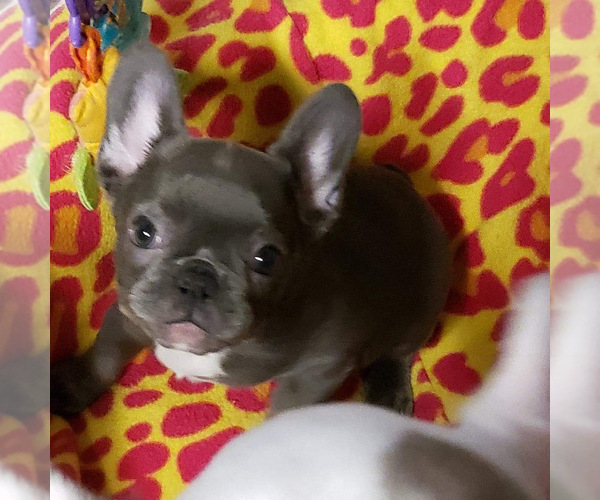 Medium Photo #6 French Bulldog Puppy For Sale in FLORENCE, OR, USA