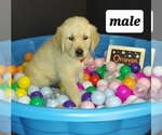 Small Photo #3 Golden Retriever Puppy For Sale in OKLAHOMA CITY, OK, USA