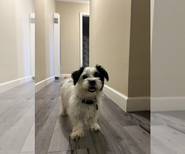 Medium Photo #16 Shih Tzu-Unknown Mix Puppy For Sale in Pacifica, CA, USA