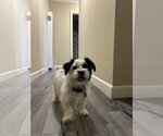Small Photo #16 Shih Tzu-Unknown Mix Puppy For Sale in Pacifica, CA, USA
