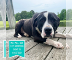 Small #4 Labrador Retriever Mix