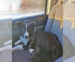Small Photo #18 Border Collie Puppy For Sale in Highland, IL, USA
