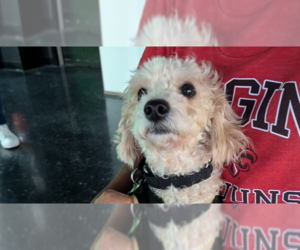 Mutt Dogs for adoption in Abbeville, LA, USA
