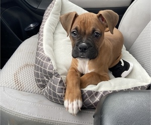 Boxer Puppy for sale in FLINT, MI, USA