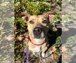Maggie Moo - Female American Staffordshire Terrier-Unknown Mix Dog for Adoption - Photo #7