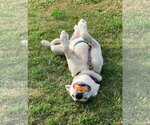 Small #4 Border Collie Mix