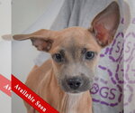 Reed - Male Italian Greyhound-Shih Tzu Mix Dog for Adoption - Small photo
