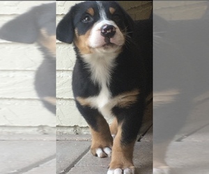 Greater Swiss Mountain Dog Puppy for sale in BROOKSVILLE, FL, USA