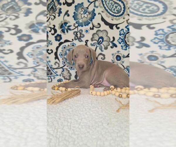 Medium Photo #1 Weimaraner Puppy For Sale in LEWISBURG, KY, USA