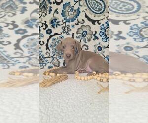 Medium Weimaraner