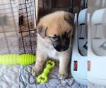 Small #1 German Shepherd Dog Mix