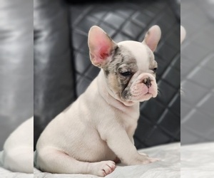 French Bulldog Puppy for sale in PASSAIC, NJ, USA