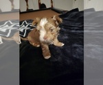 Small #9 Yorkshire Terrier