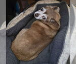 Small #3 Chihuahua