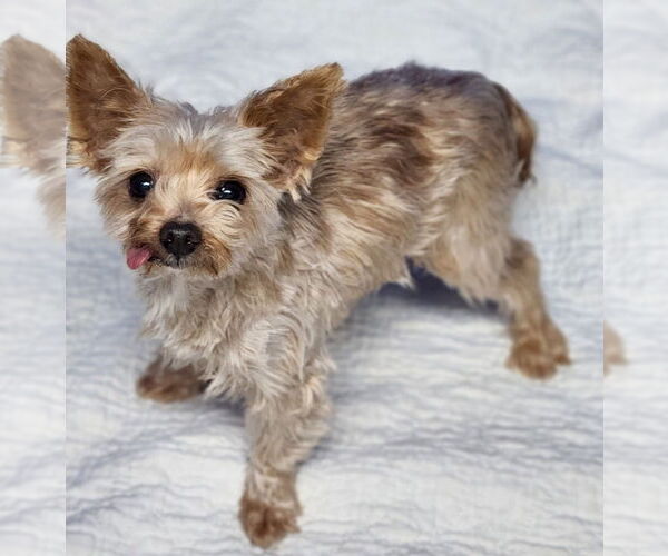 Medium Photo #1 Mutt Puppy For Sale in Walnutport, PA, USA