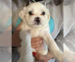 Small #1 Maltese Mix