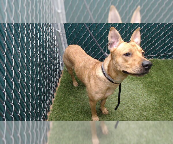 Medium Photo #1 Mutt Puppy For Sale in Downey, CA, USA