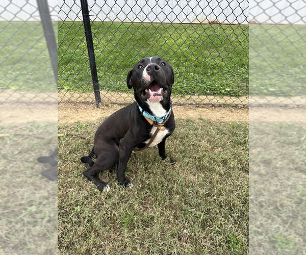 Medium Photo #4 Mutt Puppy For Sale in Evansville, IN, USA