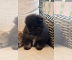Small #10 Pomeranian