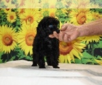 Pedro - Male Poodle (Toy) Puppy for Sale - Photo #30