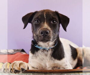 Border Collie-Unknown Mix Dogs for adoption in Sheridan, CO, USA