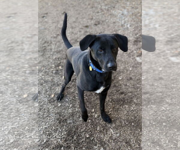 Medium Photo #4 Mutt Puppy For Sale in Corning, AR, USA