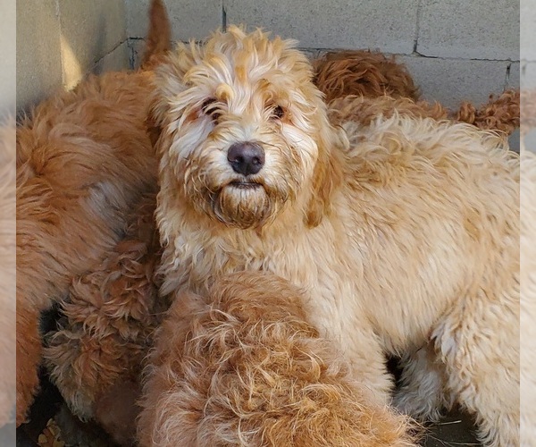 Medium Photo #1 Labradoodle Puppy For Sale in RAYMOND, CA, USA