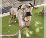 Small Great Dane Mix