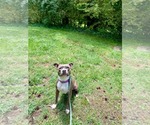 Small #6 Bullboxer Pit