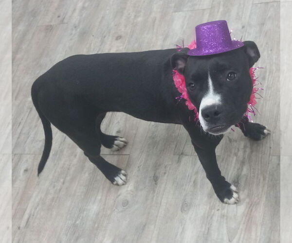 Medium Photo #2 American Pit Bull Terrier Puppy For Sale in Murfreesboro, NC, USA